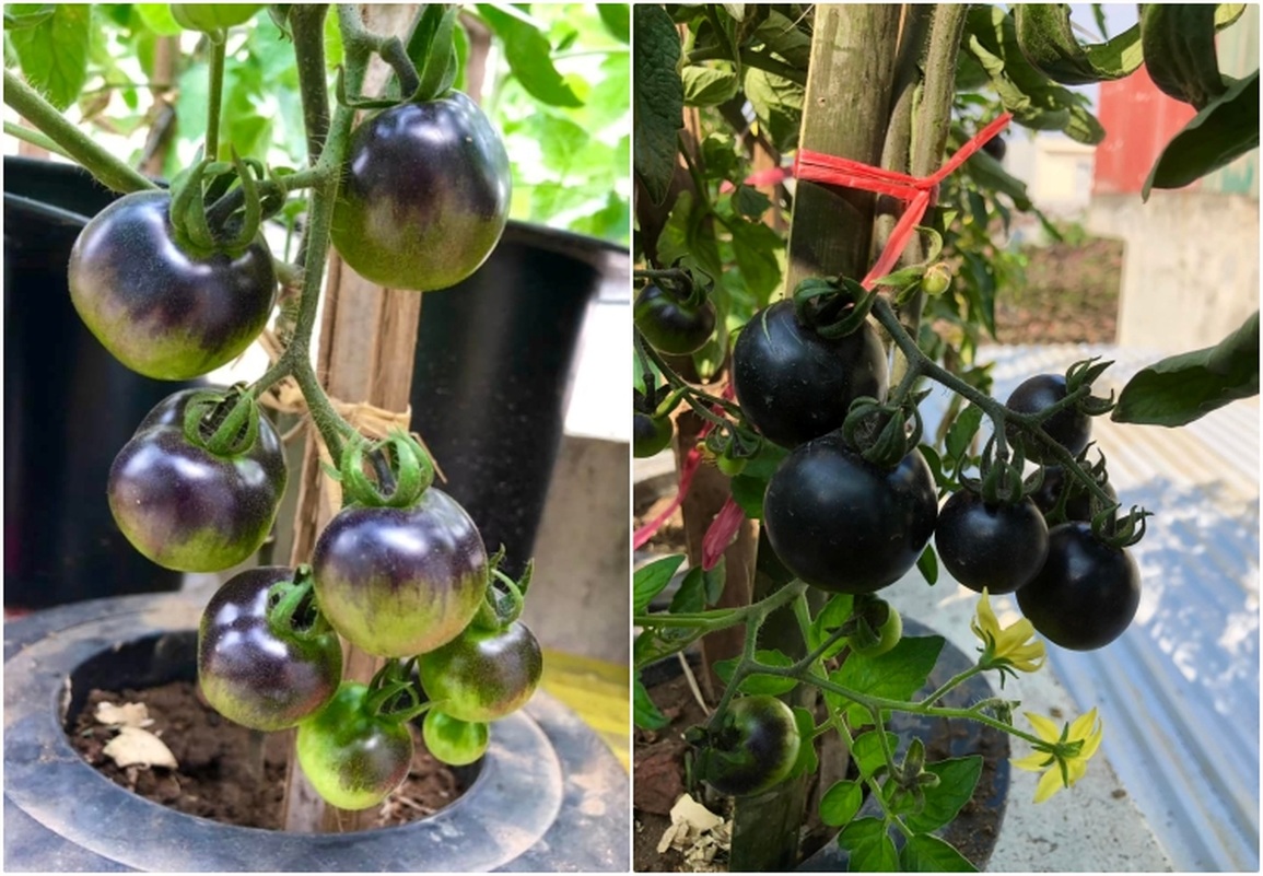Mẹ đảm chia sẻ cách trồng giống cà chua lạ, vỏ nâu sẫm như socola - 3 Mẹ đảm chia sẻ cách trồng giống cà chua lạ, vỏ nâu sẫm như socola - 3