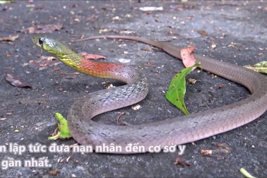 Cận cảnh một con rắn hoa cỏ cổ đỏ, loài rắn độc thường bắt gặp tại Việt Nam
