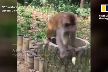 Bật cười trước phản ứng ngộ nghĩnh của chú khỉ khi ngửi thấy mùi sầu riêng