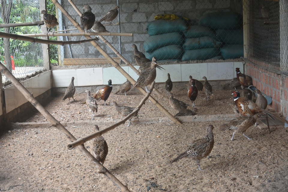 Chàng kỹ sư bỏ phố về quê quyết làm giàu bằng nghề nuôi chim - 3 Chàng kỹ sư bỏ phố về quê quyết làm giàu bằng nghề nuôi chim - 3
