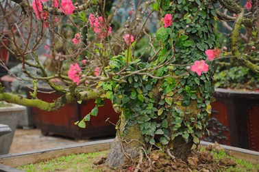 Đào cổ thụ "bonsai" giá chục triệu hút khách chơi Tết 