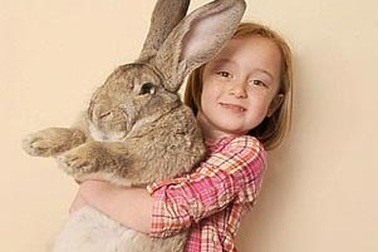 Con thỏ nặng 22 kg