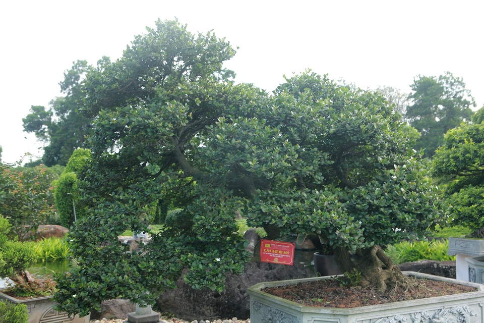 Dàn sơ ri bonsai cổ thụ, trĩu quả giá tiền tỷ của “tướng cướp hoàn lương” - 1 Dàn sơ ri bonsai cổ thụ, trĩu quả giá tiền tỷ của “tướng cướp hoàn lương” - 1