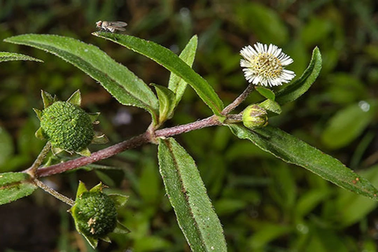 Uống cỏ mực chữa suy thận theo "bác sĩ Google", nữ bệnh nhân lâm nguy