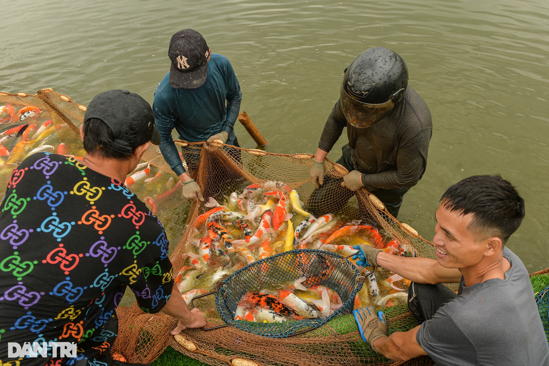 Hàng tấn cá koi được chuyển khỏi hồ Đầm Đông - 6 Hàng tấn cá koi được chuyển khỏi hồ Đầm Đông - 6