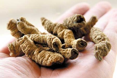 Uống rượu ba kích: Lợi bất cập hại!