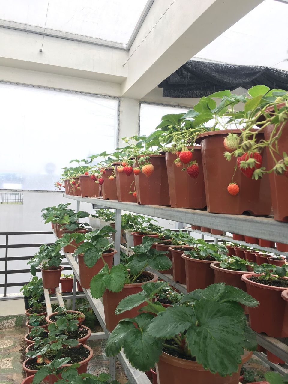 Mẹ đảm ở Vĩnh Phúc vác đất lên sân thượng, sau 2 năm có vườn dâu sai trĩu - 6