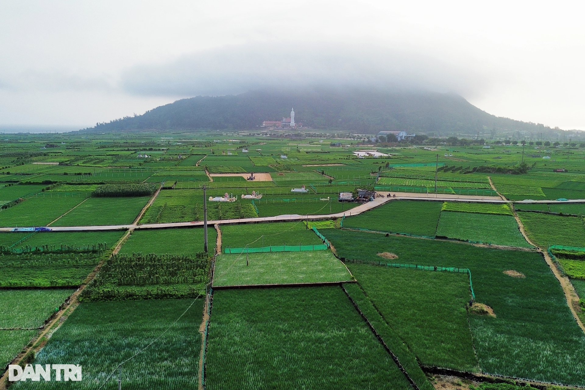 Ruộng hành tưới đẫm mồ hôi dưới chân núi lửa cổ lớn nhất đảo Lý Sơn - 1