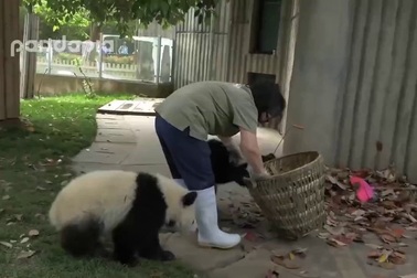 Đàn gấu trúc nghịch ngợm "trêu tức" nhân viên quét dọn