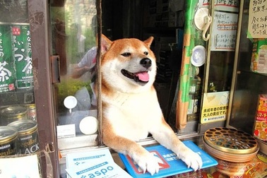 Chú chó nổi tiếng nhờ biết mở cửa bán hàng