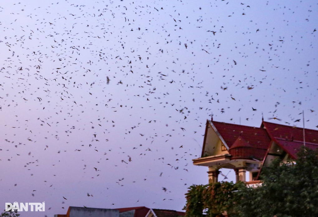 Đàn én vạn con bay rợp trời Lào Cai - 3 Đàn én vạn con bay rợp trời Lào Cai - 3
