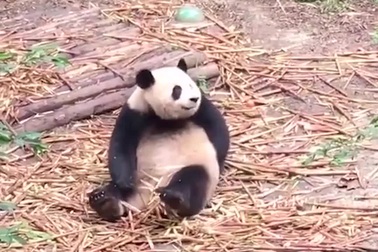 Những khoảnh khắc đáng yêu và hài hước của loài gấu trúc