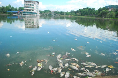 Cá chết nổi trắng mặt hồ công viên đẹp nhất thành phố Lào Cai