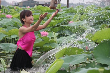 Sen Hồ Tây lên ngôi, chủ đầm sen trúng đậm tiền triệu 