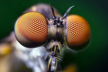 Đâu là sinh vật có đôi mắt siêu việt nhất hành tinh?