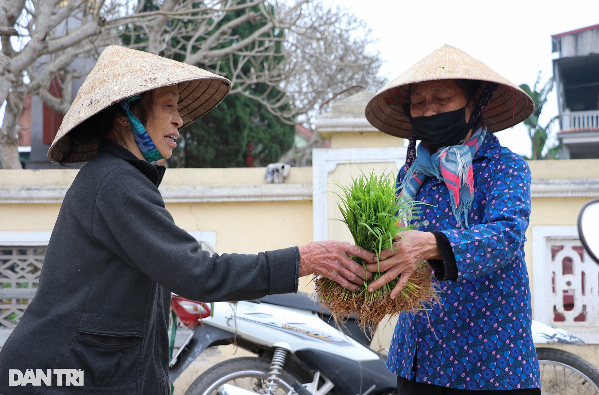 Nông dân hồ hởi nhổ lúa non bán, vớ bẫm - 9 Nông dân hồ hởi nhổ lúa non bán, vớ bẫm - 9