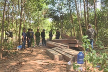 Làm rõ bất thường tại một cuộc đấu giá gỗ tang vật