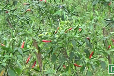 Trồng ớt trái vụ đón Tết, nông dân thu mỗi ngày gần 1 triêu đồng