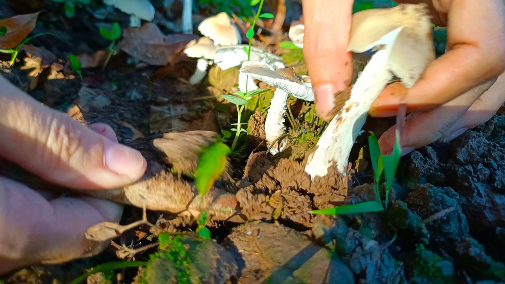 Thu hoạch nấm mối và nấu những món thật ngon cùng cô gái Bến Tre - 5 Thu hoạch nấm mối và nấu những món thật ngon cùng cô gái Bến Tre - 5