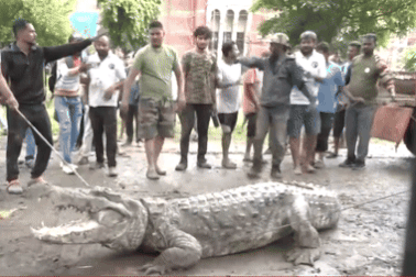 Mưa lớn gây ngập, cá sấu dài 4m bò khắp thành phố ở Ấn Độ