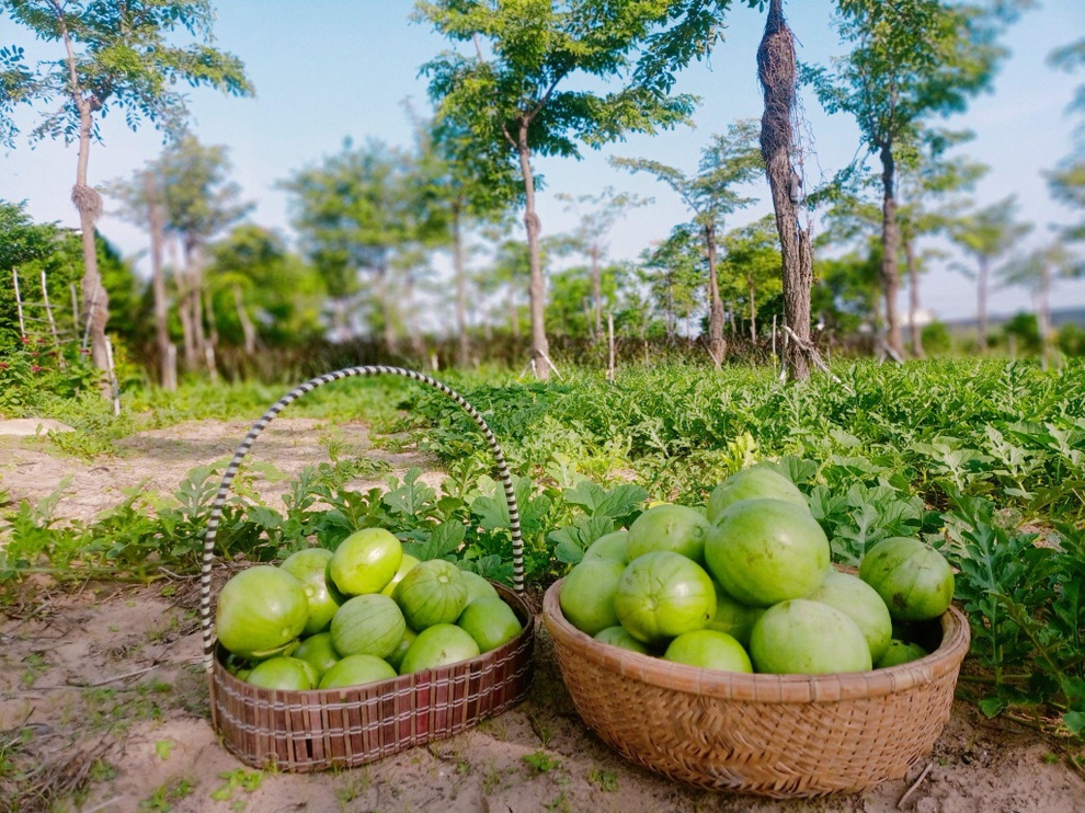 Ông bố gà trống nuôi con làm mảnh vườn gần 4.000m2 ở Bình Thuận - 5