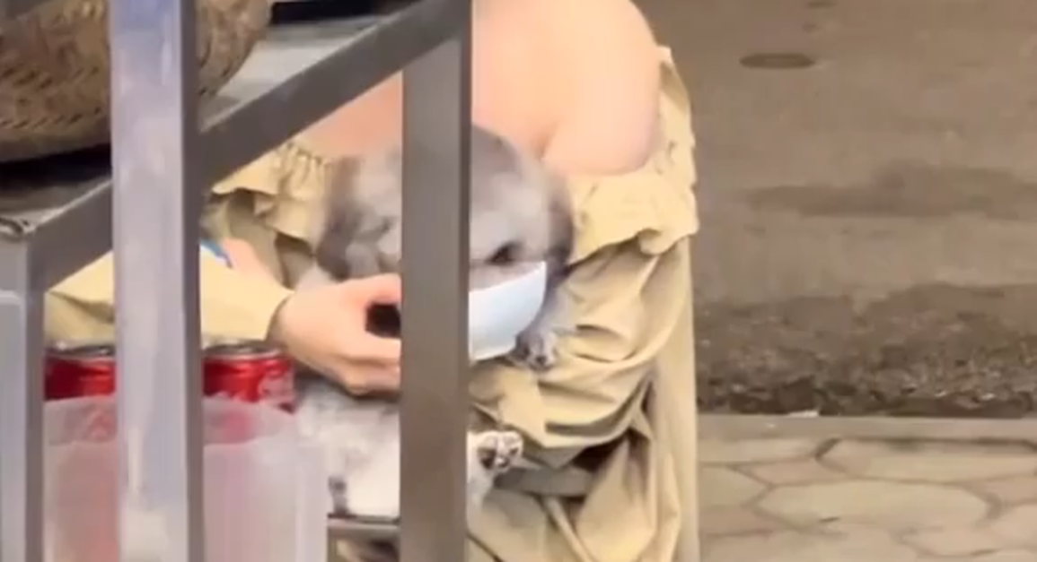 Hình ảnh cô gái cho chó cưng ăn bằng bát ở quán gây nhiều tranh cãi (Ảnh cắt từ clip). Hình ảnh cô gái cho chó cưng ăn bằng bát ở quán gây nhiều tranh cãi (Ảnh cắt từ clip).