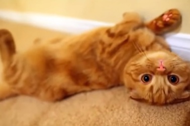 Sự dễ thương của loài mèo