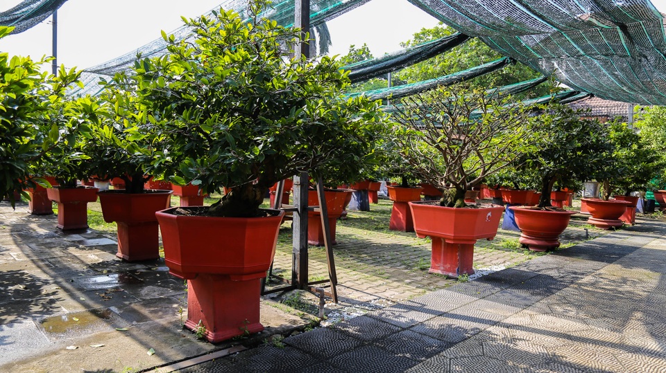 Gian nan nghề cho thuê mai chơi Tết trong dịch Covid-19 - 8 Gian nan nghề cho thuê mai chơi Tết trong dịch Covid-19 - 8
