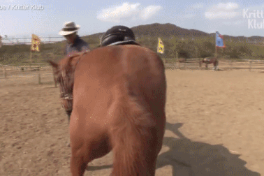 Chú ngựa láu cá giả vờ chết để "trốn việc"