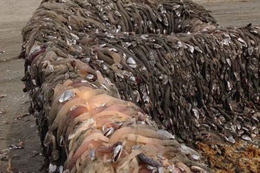 Hãi hùng với con tàu bí ẩn trôi dạt vào bờ biển nước Mỹ