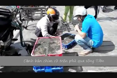 Cảnh bán chim trời ngay trên phà qua sông Tiền