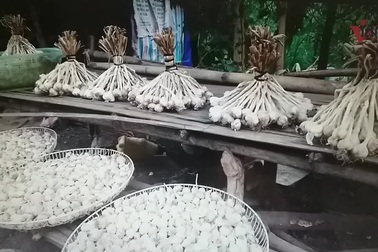 Cung đường đèo Tây Bắc sực nức mùi tỏi tươi