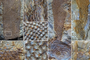 Sự thật về dạng sống kỳ lạ từ 500 triệu năm trước