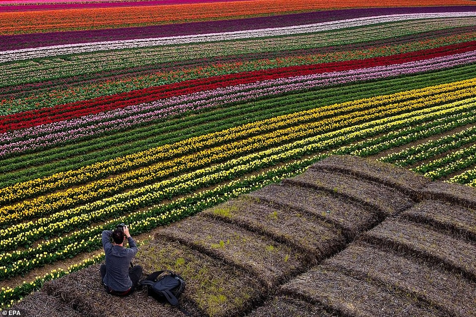 Mãn nhãn với cánh đồng hoa tulip rực rỡ sắc màu - 8 Mãn nhãn với cánh đồng hoa tulip rực rỡ sắc màu - 8