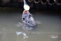 Con cá lạ nhất Việt Nam, ăn cháo bằng thìa, có chân quý hiếm