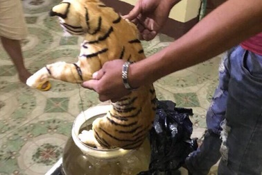 Xe khách chở hai cá thể hổ ngâm trong bình thủy tinh