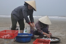 Kiếm tiền triệu mỗi ngày nhờ thu hoạch cá trích