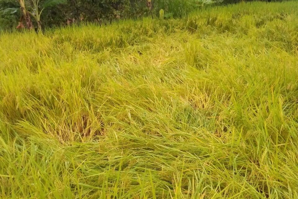 Sạt lở, mưa lũ lớn, Kon Tum sơ tán hàng chục hộ dân - 4