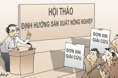 Lá tía tô 700 đồng/chiếc và những con lợn ốm nhách, thả rông