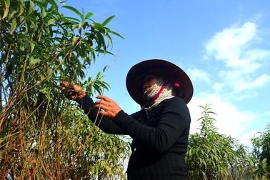 Nghệ An: Làng trồng hoa "ta" “, hoa "tây" đang "nín thở” ngóng trời