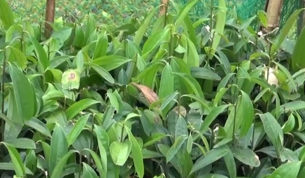 Dân biên giới xây nhà, sắm xế hộp nhờ loại cây chỉ lấy vỏ - 2 Dân biên giới xây nhà, sắm xế hộp nhờ loại cây chỉ lấy vỏ - 2