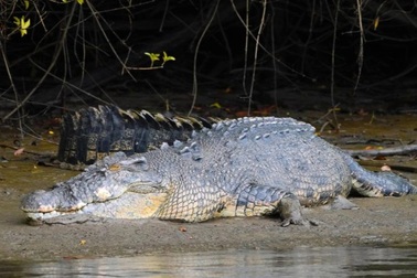 Thiên thạch làm khủng long tuyệt chủng, vì sao cá sấu vẫn sống khỏe?
