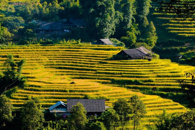Vẻ đẹp quyến rũ của Sa Pa mùa lúa chín - Ảnh 4. Vẻ đẹp quyến rũ của Sa Pa mùa lúa chín - Ảnh 4.