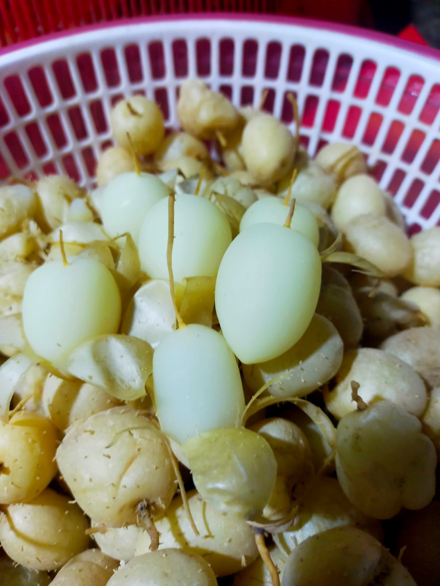 Thu hoạch củ lùn, giống cây gắn bó với cuộc sống người dân miền Tây - 4 Thu hoạch củ lùn, giống cây gắn bó với cuộc sống người dân miền Tây - 4