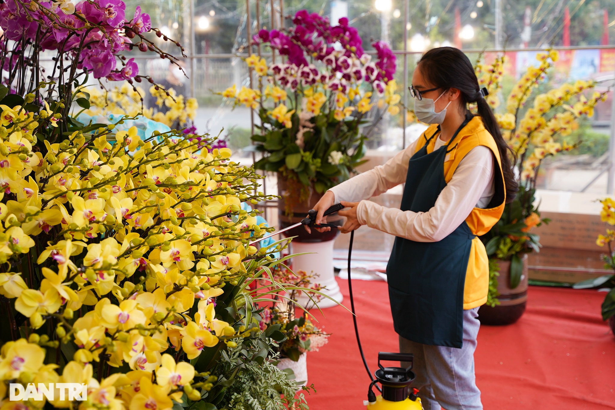 Lan hồ điệp khủng ở Đà Lạt giá hàng trăm triệu xuống phố Hà Nội - 5 Lan hồ điệp khủng ở Đà Lạt giá hàng trăm triệu xuống phố Hà Nội - 5
