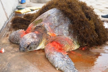 Cứu rùa biển quý hiếm bị thương trôi dạt vào bờ