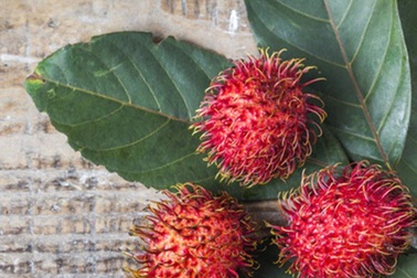 Nhiều công dụng tuyệt vời của cây chôm chôm mà bạn chưa biết