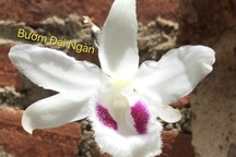 Thực hư chuyện đấu giá mầm lan huyền thoại Bướm Đại Ngàn 11,7 tỷ đồng