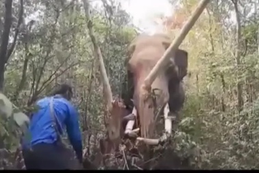 Voi bị kẹt ngà trong tình huống đầy khó hiểu