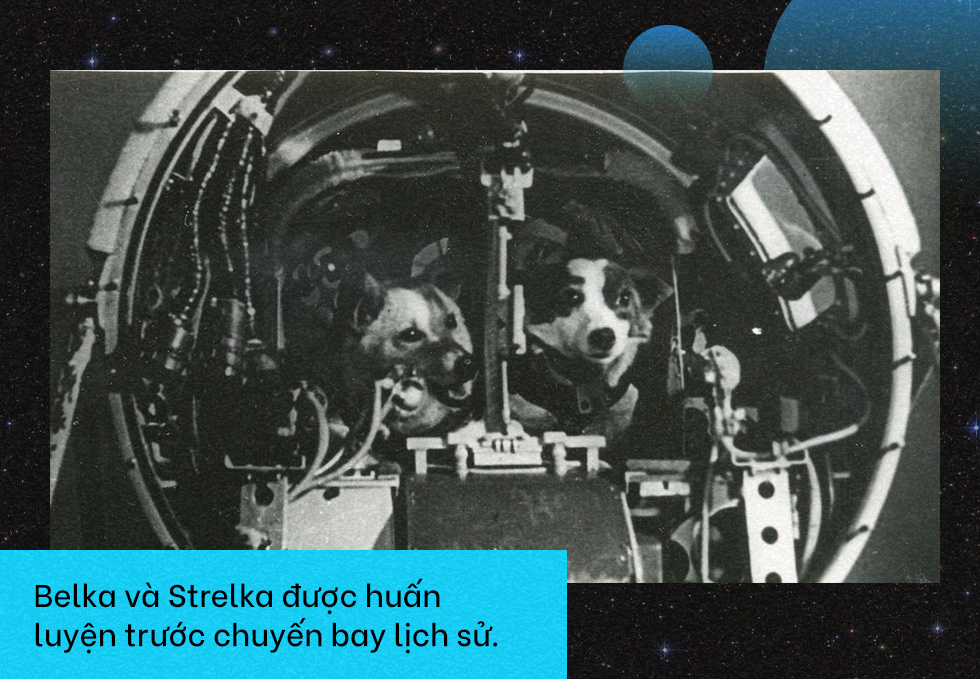Chuyện về Belka và Strelka - hai chú chó Liên Xô tiên phong bay vào vũ trụ - 7 Chuyện về Belka và Strelka - hai chú chó Liên Xô tiên phong bay vào vũ trụ - 7